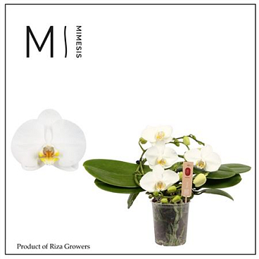 Phal Muse White 25+ (orchid Growers)