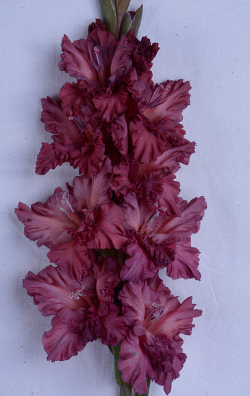 Гладиолус крупноцветковый Всё В Шоколаде