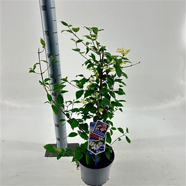 Viburnum Plic Kilimandjaro Sunrise