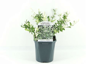 Euonymus Fort Harlequin
