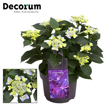 Hydrangea Teller Nizza Blue 7+ (decorum)