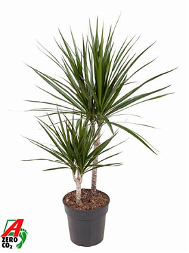 Drac Marginata 30-10