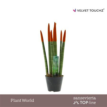 Sansevieria Velvet Touch Orange