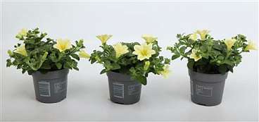 Petunia Famous Yellow