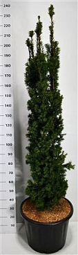 Taxus Media Viridis
