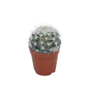 Mammillaria Glassii Dulces Nobres