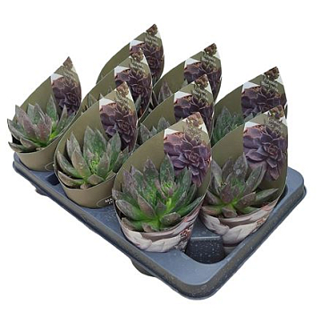 Echeveria Black Prince With Potcover