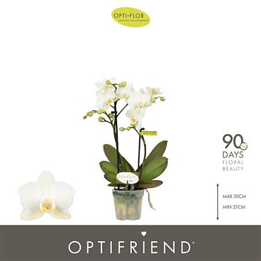 Phal Mini 2st White Ceramic