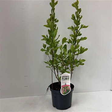 Clethra Alnifolia Ruby Spice