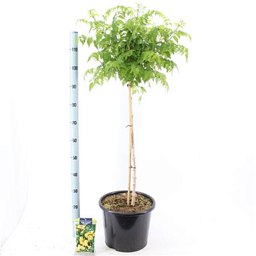 Campsis Tagliabuana Gold Trumpet Creeper On Stem