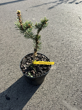 Ель колючая Майголд