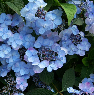 Гортензия пильчатая Саммер Глоу