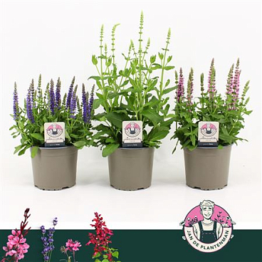 Salvia Nem Mix Sensation