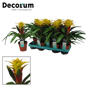Guzmania Fancy (decorum)