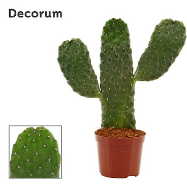 Opuntia Consolea Rubescens 9 Cm (decorum)
