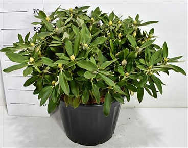 Rhododendron Yak Tina Heinje