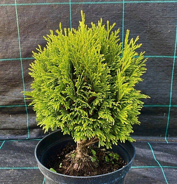 Туя западная Тип Топ