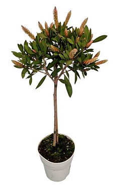 Callistemon Citrinus On Stem