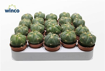 Gymnocalycium Horsti