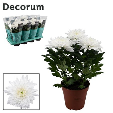 Chrys Zembla White 3pp (decorum)