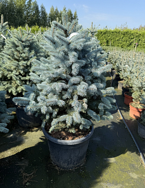 Ель колючая Супер Блю Сидлинг