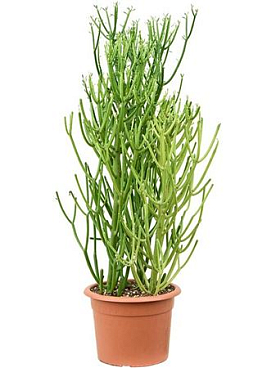 Euphorbia Tirucalli Sticks On Fire