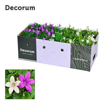 Campanula Porto Mix Purple White Showbox