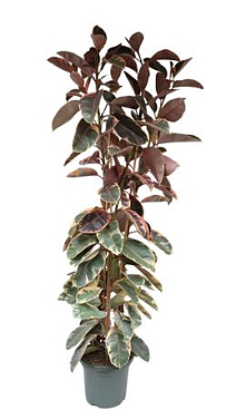 Ficus El Belize 3pp
