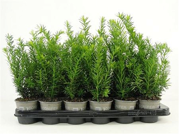 Taxus Media Densiformis