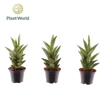 Sansevieria Starshooter (decorum)
