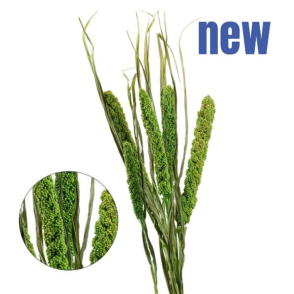 Черешня Брянская Розовая