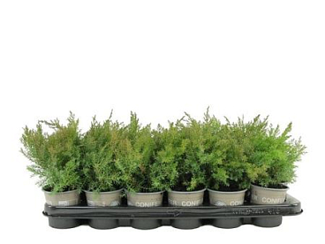 Juniperus Dav Leningrad