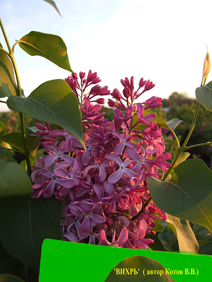 Сирень обыкновенная Вихрь