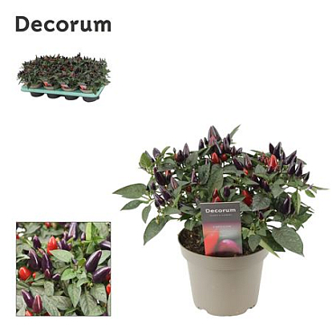 Capscium An Torero Purple (decorum)