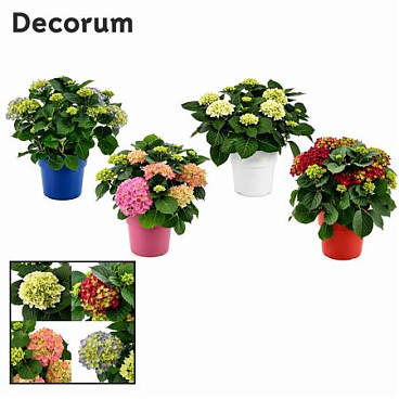 Hydrangea Ma Mix Ton Sur Ton 10+ (decorum)