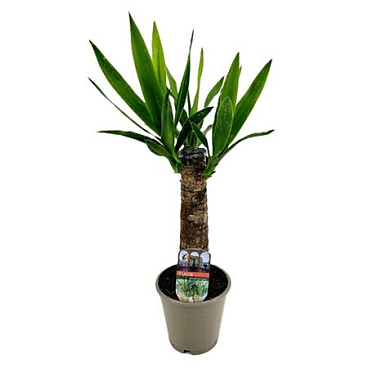 Yucca 15cm Stem 2+