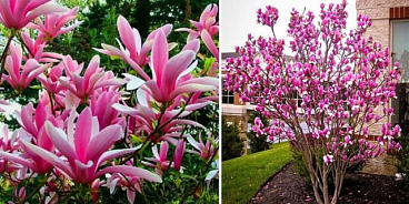 Магнолия Джордж Генри Керн