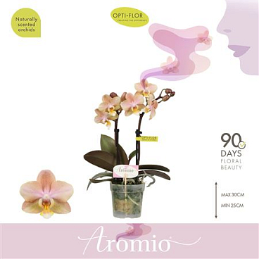 Phal 2st Aromio Honey 10+ (opti)