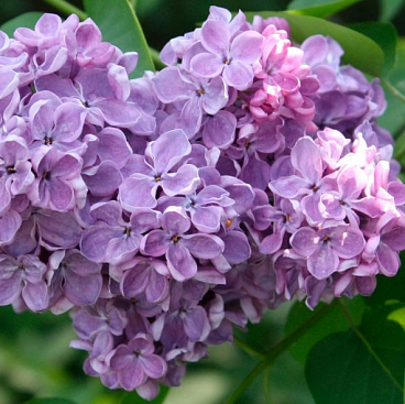 Сирень обыкновенная Космос (в тубе)