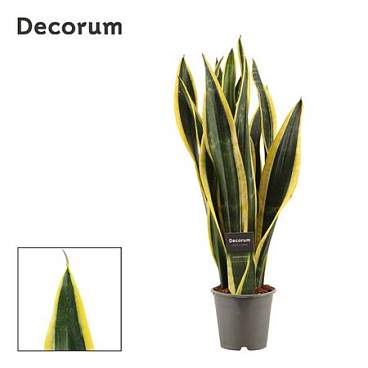 Sansevieria Black Gold (decorum)