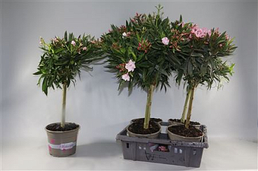 Nerium Oleander Single Mix On Stem 7+