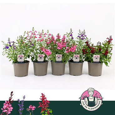 Salvia Greggii Mirage Mix