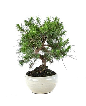 Bonsai Pinus Halepensis S-shape (outdoor)
