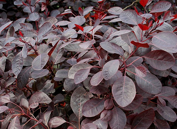 Скумпия кожевенная Фоллис Пурпуреис