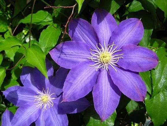 Клематис гибридный Х. Ф. Янг