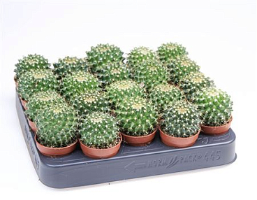 Mammilaria Marksiana