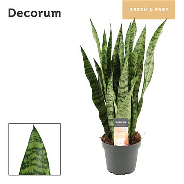 Sansevieria Wintergreen 12 (decorum)