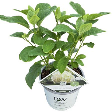 Hydrangea Arb Strong Annabelle