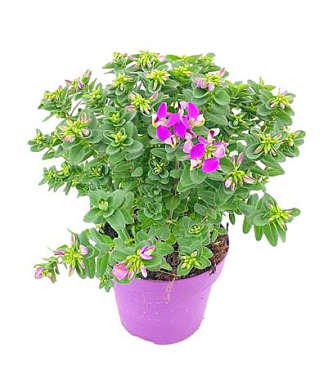 Polygala Bibi Pink