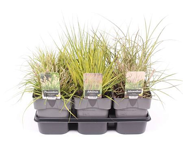 Grass Mix